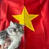 puddingtruong