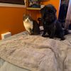 momoflabrador