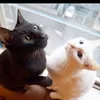 toto_toki