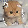 rosevcute