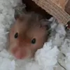 clairemacdonald2