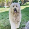 iamfrankthedoodle