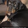 rottiefam