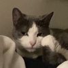 forestfirecat