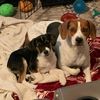 katiebuckeycooper