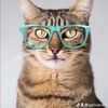geniuscat1