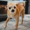 booboothechi