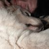 sleepytimeyho