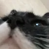glucosemouse