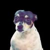bennytheguy6