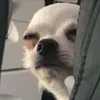 kyuuutie_