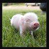 piggywiggy91