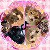くぅ🐱TikTok猫部🌸🍀
