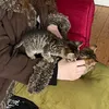 pippahayes_