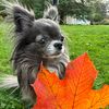 winniethechihuahu.a