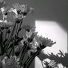 felyz__d02
