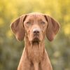 yuma._.vizsla
