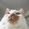 armariogatuno