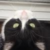 zombiekitten9999