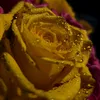 mardarchik_124_