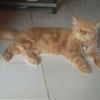 pentolpatas_