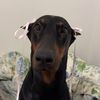coquettedoberman