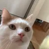 pickles_naz