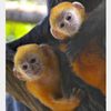 monkeygirl66079