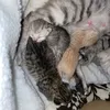 kittenloversde