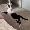 lagatamumu