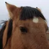 isabastosbs