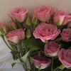 joly_80_