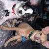 wildlittlepawzfam