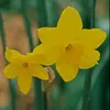 daffodil_dandellion