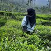 wulan140500