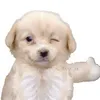 musixal.vids