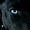raven.blue210