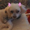 princess_is_the_bomb