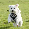 teddytheweechon