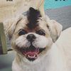 ozzimohawkshihtzu
