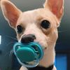 tj_the_dawg