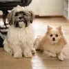 obithepomchi