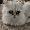 mikifortheanimals