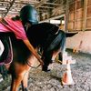 dressagehorses