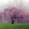 weepingwillow644