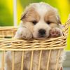dogloveelove