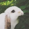 whathaveibun