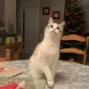 ju_dorange