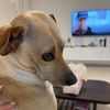 george_half_sausage