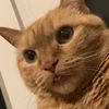 catdaddy210
